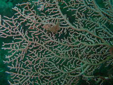 Gorgone Anthogorgia sp
