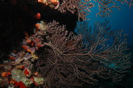 Gorgone de Martinique