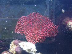 Gorgone éventail rouge, quelle espèce ?