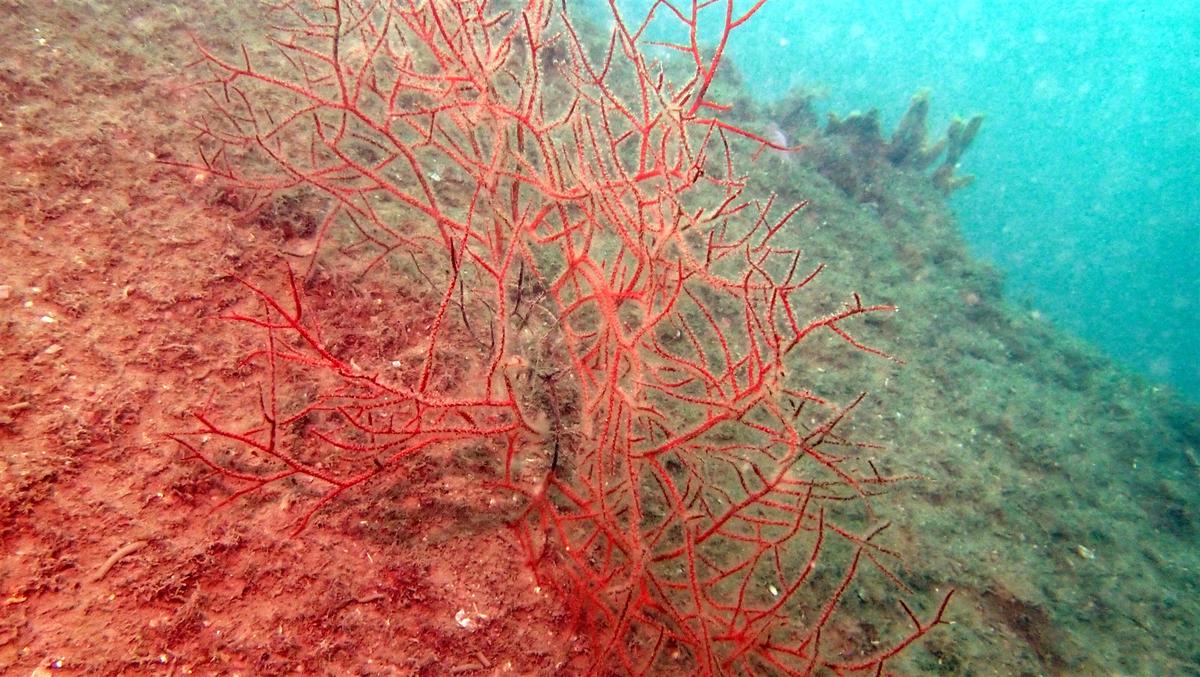 Gorgone orange ?