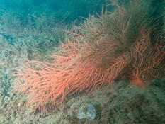 Gorgone orange  (Leptogorgia sarmentosa) ?