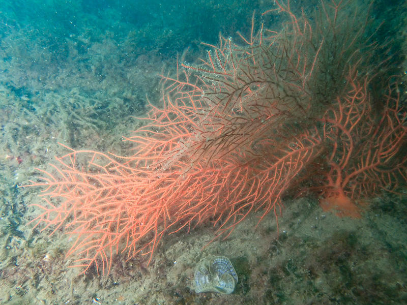 Gorgone orange  (Leptogorgia sarmentosa) ?