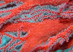 gorgone rouge Mayotte Melitheae???