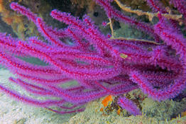 Gorgone violette Mayotte Menella ???