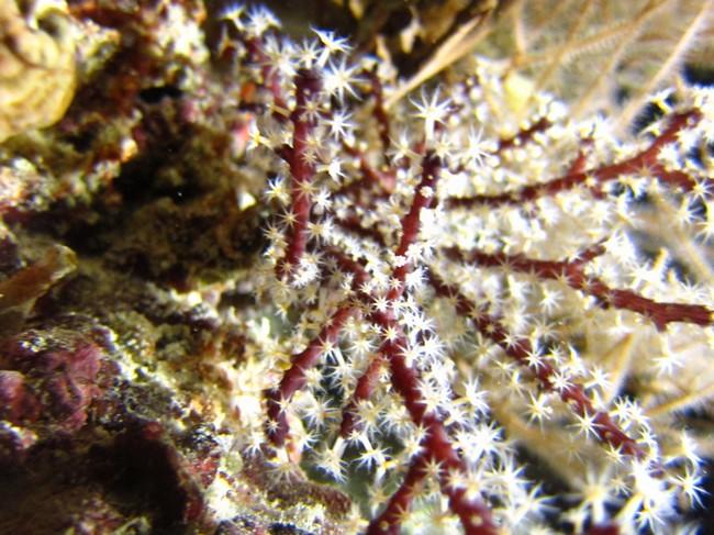 Bonjour TINEKE, pensez-vous que celui-là peut correpondre aussi à NIDALIIDAE, Siphonogorgia godeffroyi?<br />merci d'avance. A. Cagnon