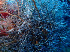 Gorgono géant : Astrophyton muricatum ?