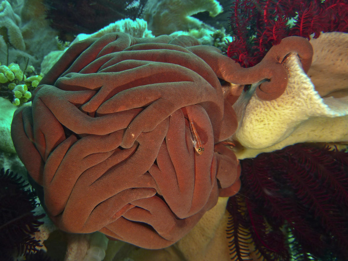 <p>Véro, oui, c'est <em>Astroboa ernae</em>. Elle ne se cache pas, reste visible le jour, aime les eaux claires, les tombants coralliens  sujets à...
