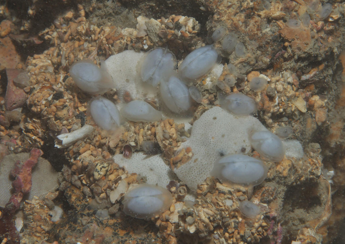 Goutte de lait. (Galeomma turtoni)