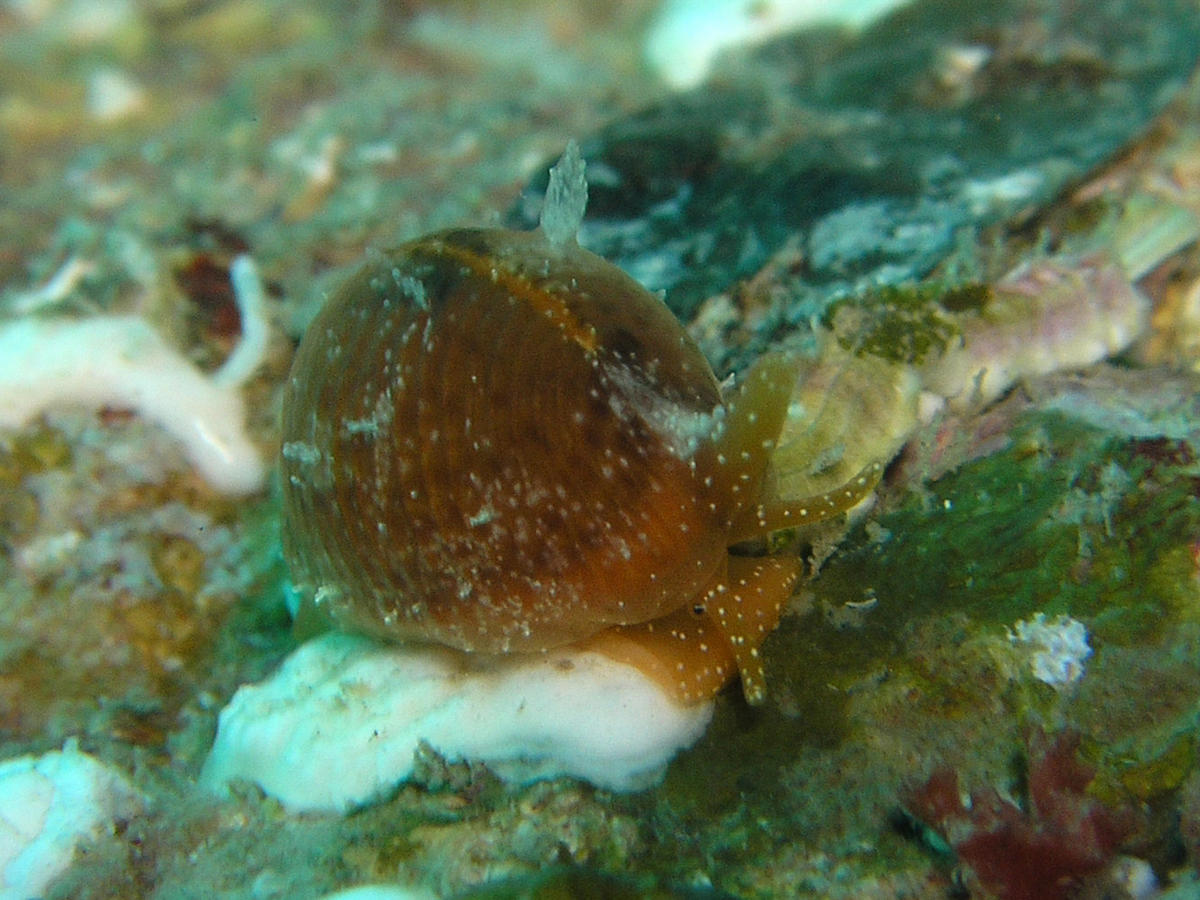 <p>Bonjour,</p><p>pas spécialiste, mais je pense comme Pierre, "Trivia arctica", pour ton mollusque, même si l'on ne voit pas la coquille.</p><p>je...