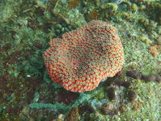 GRAND CORAIL ÉTOILÉ Montastraea cavernosa ?