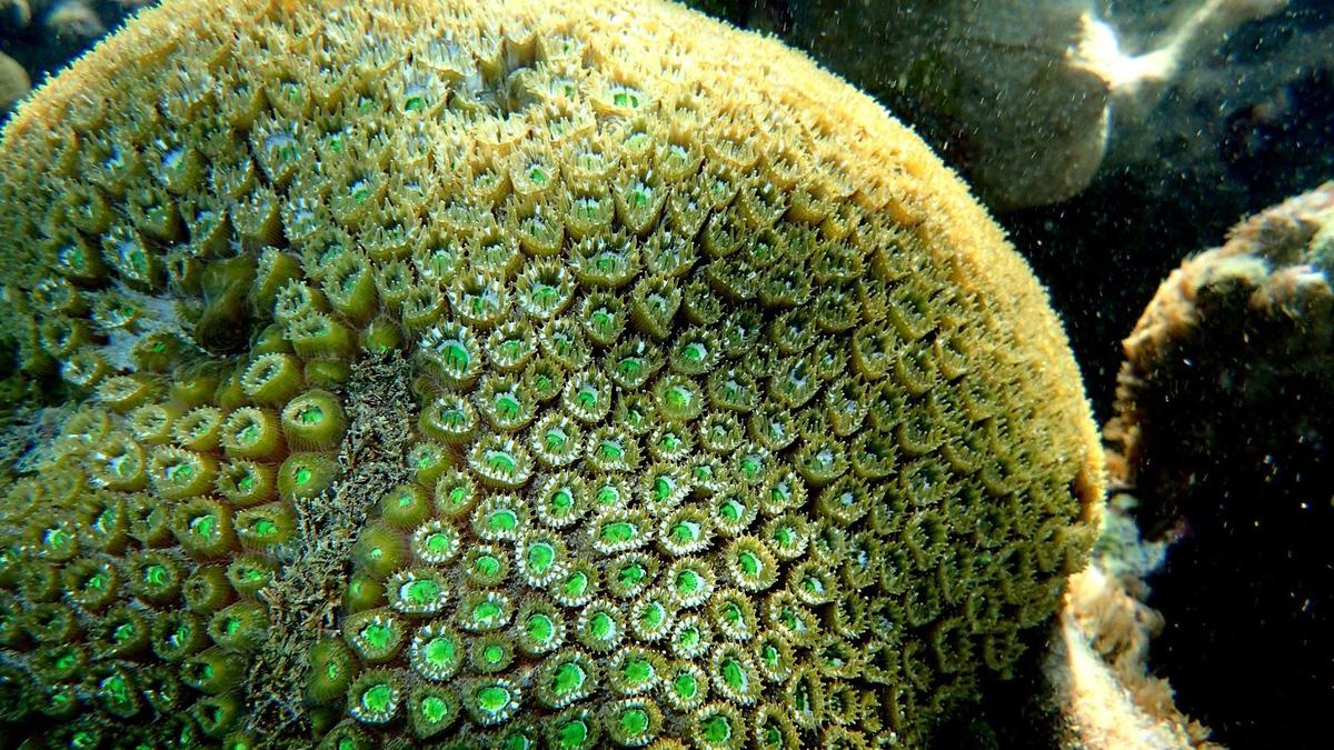 Grand corail étoilé ou zoanthaire quelconque?