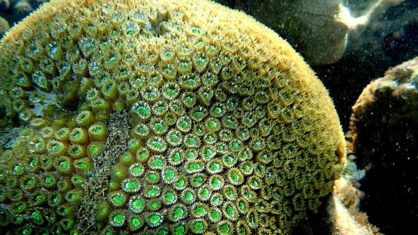 Grand corail étoilé ou zoanthaire quelconque?