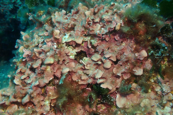 Grand mésophylle ?