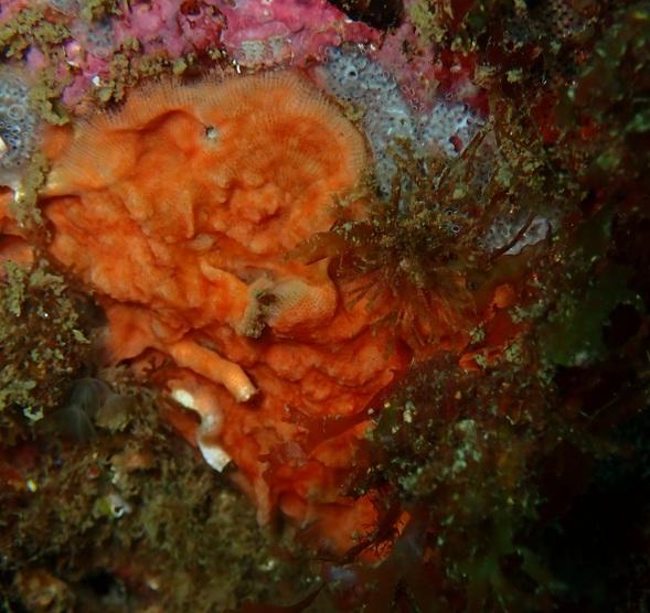 grand schizomavelle rouge?