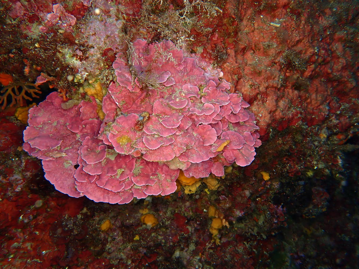 Grande mésophylle ou feuille de pierre encorbeillée
