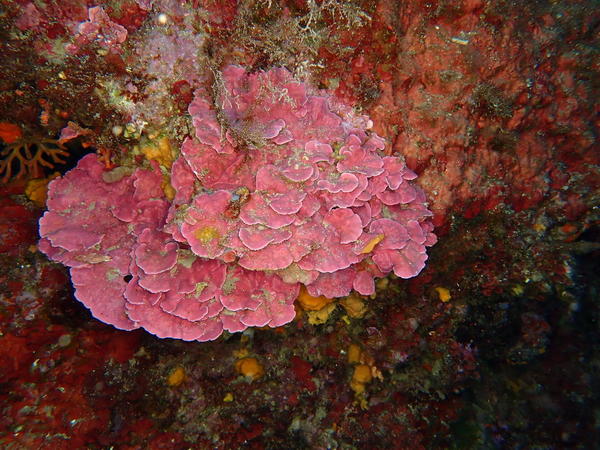 Grande mésophylle ou feuille de pierre encorbeillée