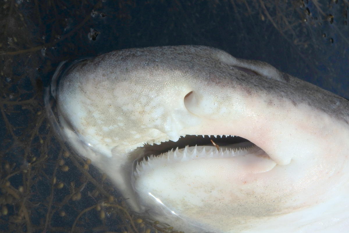 <p>Pour aider j'ai pris une photo des dents de la mer.</p>