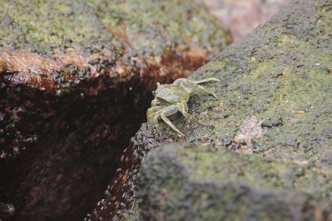 Grapsus