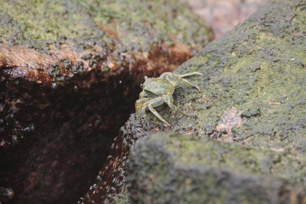 Grapsus