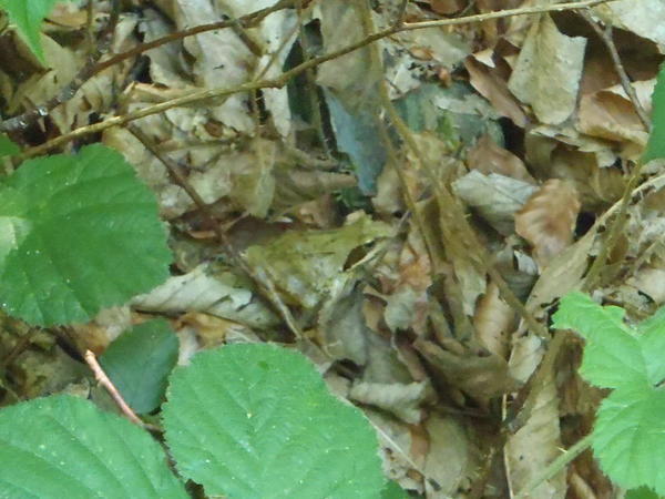Grenouille agile (Rana dalmatina) ou Grenouille rousse jeune (Rana temporaria) ?