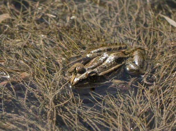 Grenouille de Camargue à identifier