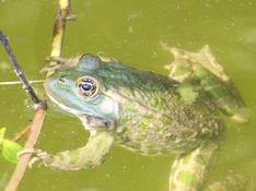 Grenouille verte (Rana esculenta)