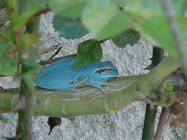 <p>Bonjour,<br />Alors, je n'y comprend rien en grenuoilles, mais j'ai eu l'occasion de photographier une grenouille bleue et faudrait que je retro...