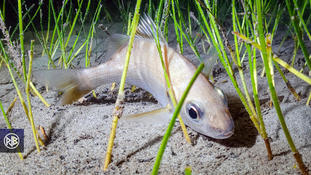 Grondeur métis (Pomadasys incisus) ou autre ?