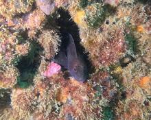 Grondin ou autre??????