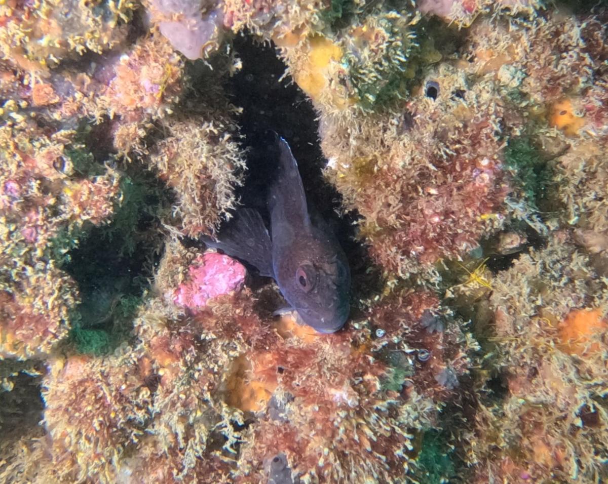 Grondin ou autre??????