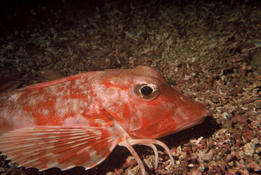 Grondin rouge ou grondin strié?