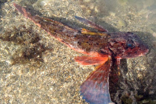 Voici d'autres photos qui pourront peut être aider à nommer ce poisson "Grondin strié" ou "Grondin perlon" ou autre.<br />Merci d'avance