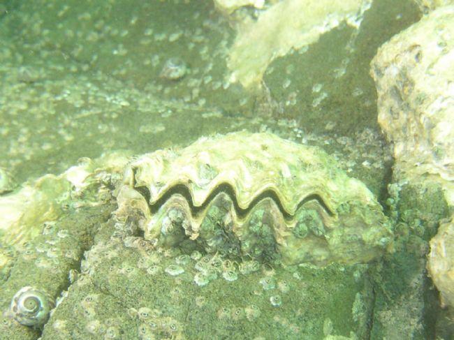 Ca pourrait aussi être une huître creuse du Pacifique "sauvage", qui peut avoir les valves très régulières dans des zones peu agitées, comme ci-joi...