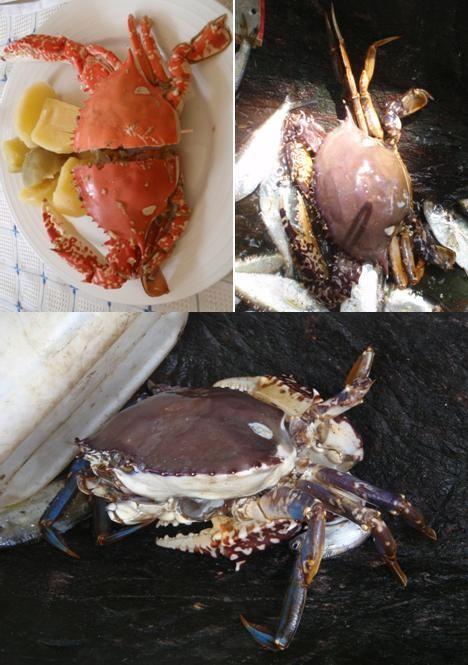 Gros crabe du Cameroun