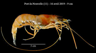  Grosse crevette de 9 cm à Port-la-Nouvelle