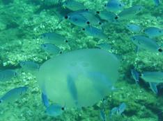 grosse meduse