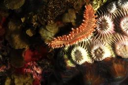 guerre sur le corail