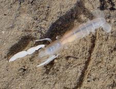 Gylvossius tyrrhenus