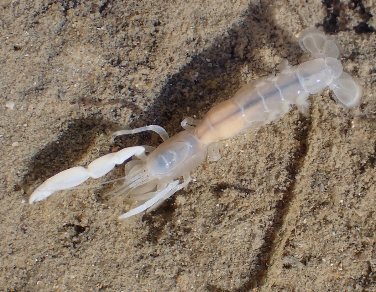 Gylvossius tyrrhenus