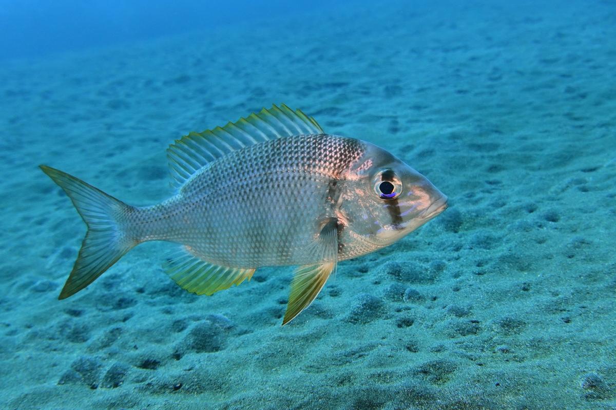 Gymnocranius grandoculis ?