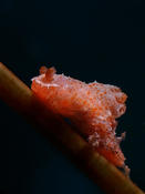 Gymnodoris?