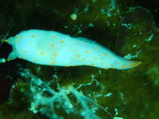 Gymnodoris alba ?