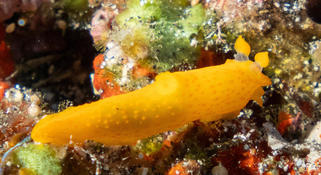 Gymnodoris citrina