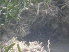 Gymnothorax pictus