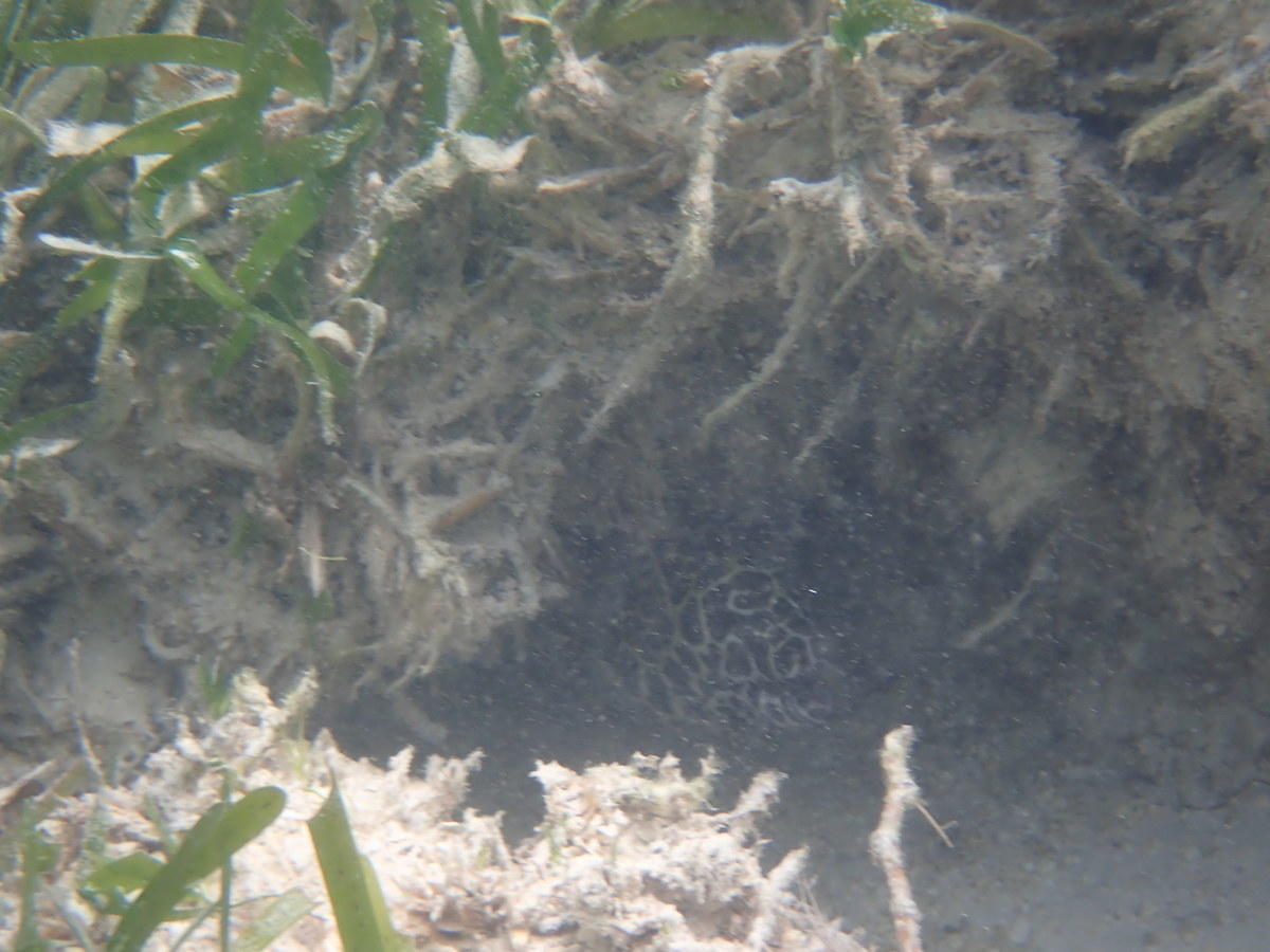 Gymnothorax pictus