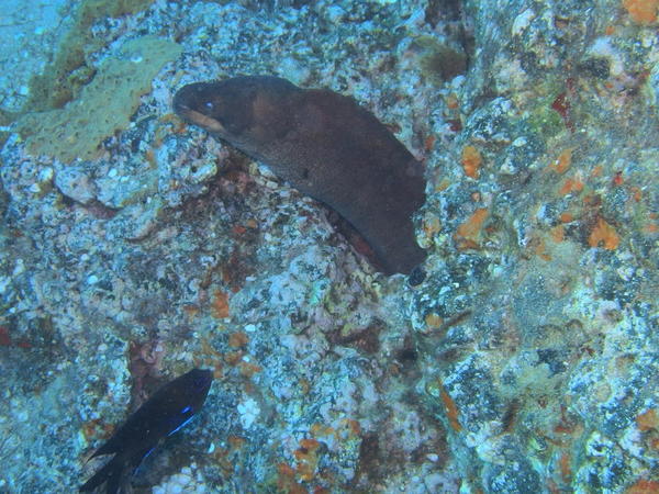 Gymnothorax unicolor ?