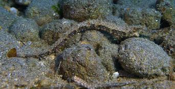 Halicampus macrorhynchus ?
