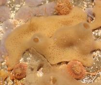 Halichondria panicea?