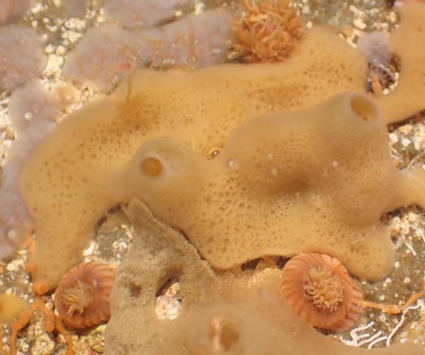 Halichondria panicea?