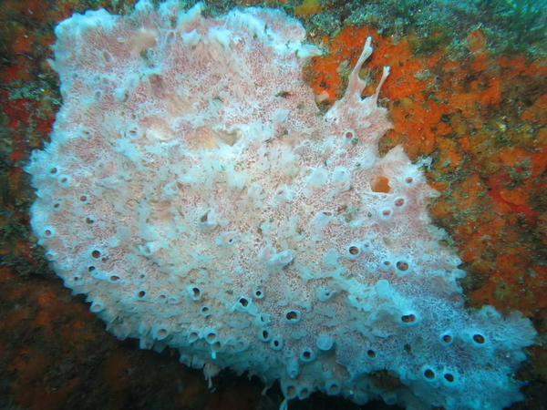 Haliclona fistulosa